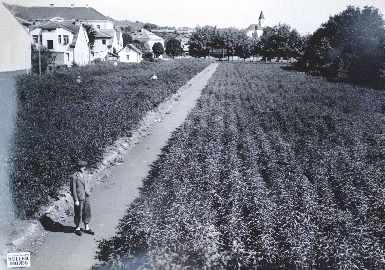 Müllerov brijeg, Črnomerec - Kustošija